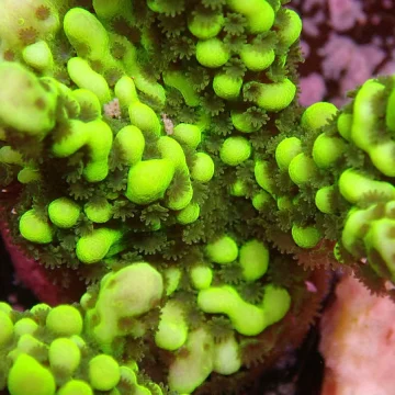 MONTIPORA CAPITATA