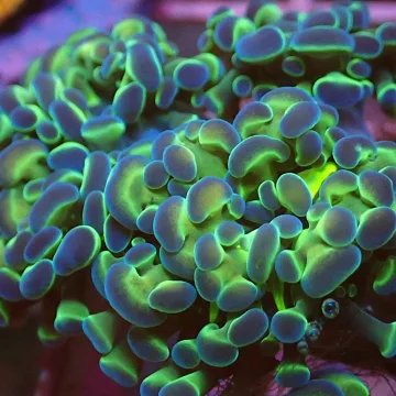 Reverse Hologram