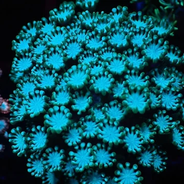 Alveopora Ice & Green lash mini colony