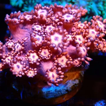 Pink Goniopora