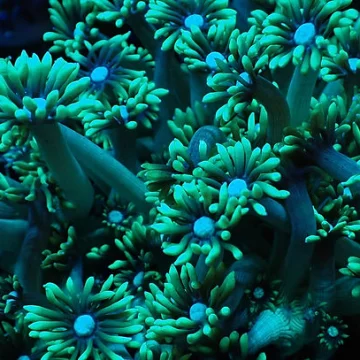 Long stem Green Goniopora