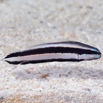 Minstrel Dottyback, Pseudochromis sankeyi