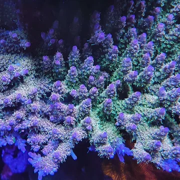 COCO’S HAIRY PINKY (SPS)