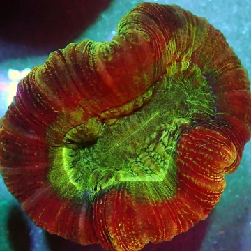 trachyphyllia tracky wysiwygPrice