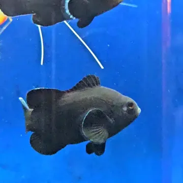 Midnight Black Designer Clownfish Pair