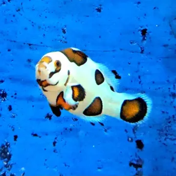 Storm Designer Clownfish Pair