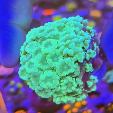 Alveopora small Colony