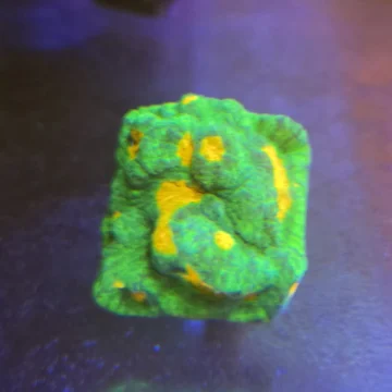 Mummy Eye Chalice Frag