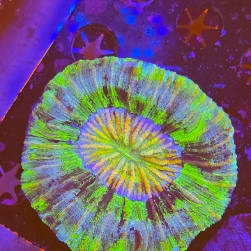 Rainbow Ultra Trachyphillia