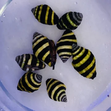 Bumble Bee Snails