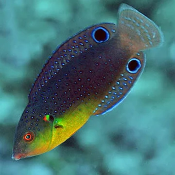 Twistii Wrasse (Anampses twistii)