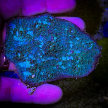 Aztec Gem Chalice Frag (78)