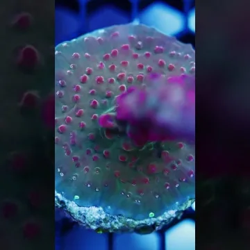 Acropora Loripes- AK Magenta Flare- Frag#1 WYSIWYG