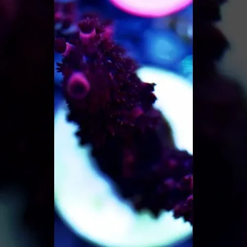 Acropora Robusta- AK Crimson Magma- Frag#1 WYSIWYG