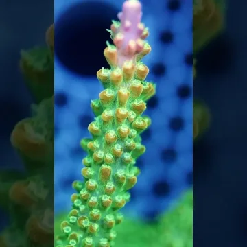 Acropora Divaricata- AK Rainbow Loom- Frag#1 WYSIWYG
