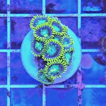 BRIGHT GREEN ZOANTHID FRAG