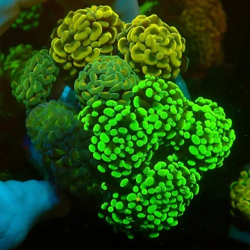 Hammer Garden