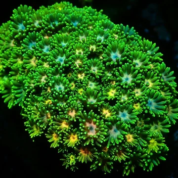 Multicolour Goniopora