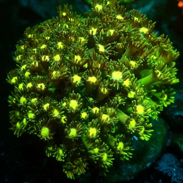 Goniopora specials