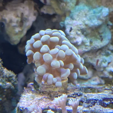 Gold hammer coral (UK Grown)