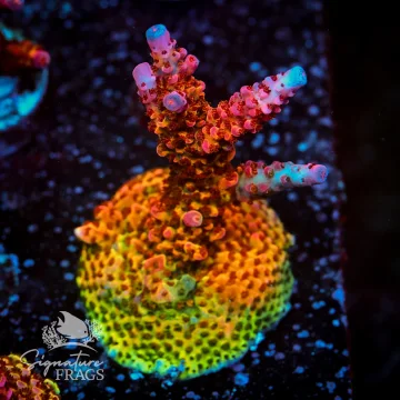 PC Rainbow
