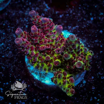 Pink Coralite Table