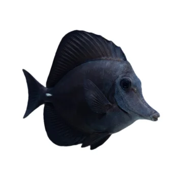 Long nose Black Tang