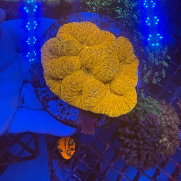Lobophyllia WYSIWYG