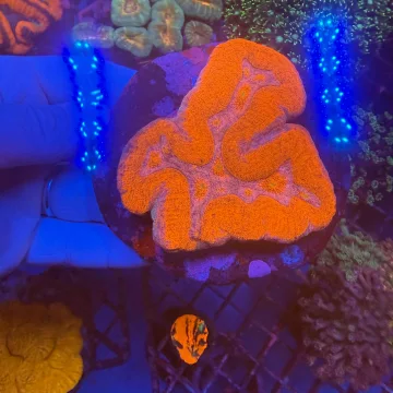 Lobophyllia WYSIWYG