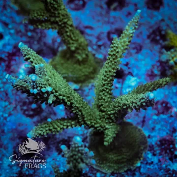 Blue Tip Stag