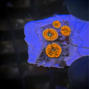 Utter Chaos Zoa [77]