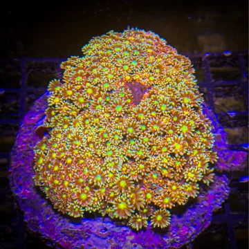 Goniopora L Special [120]