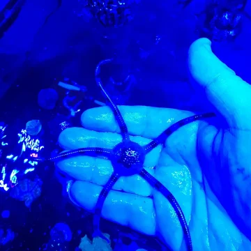 Starfish rock flower pack