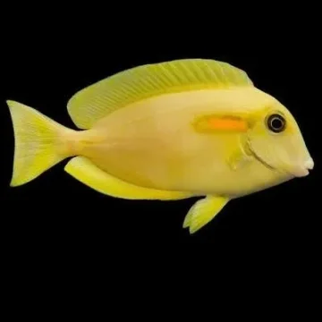 Orange Shoulder Tang