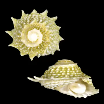 Spiny Turbo Snail Astraea Phoebia
