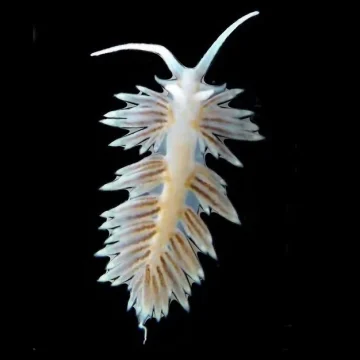 berghia nudibranch