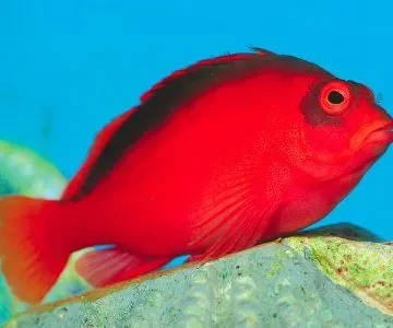 scarlet flame hawkfish