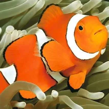 Common Clownfish Tank Bred MED