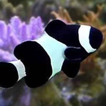 Darwin Clownfish Tank Bred MED