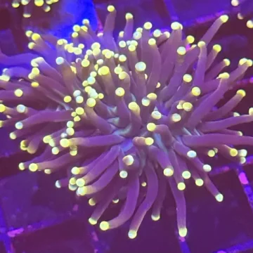 Double yellow tip Torch