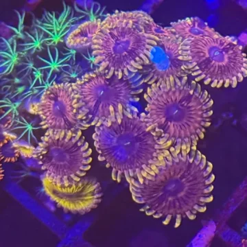 Zoa Garden 19