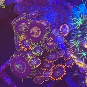 Zoa Garden 27