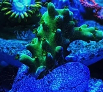 Green dragon acropora