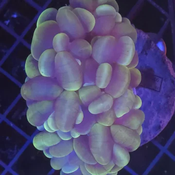 Bubble coral