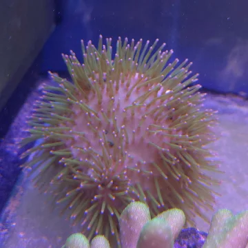 long polyp Toadstool