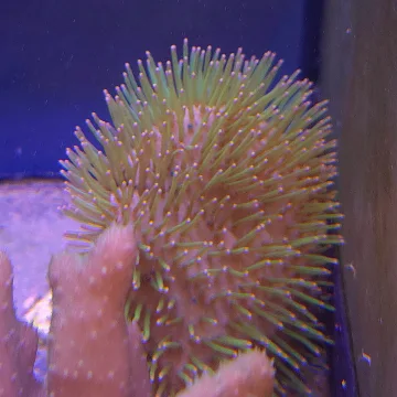 long polyp Toadstool