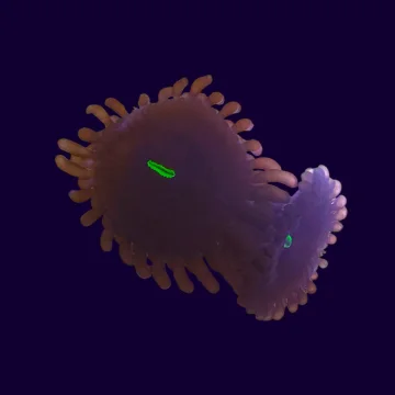 Red People Eaters Zoa (1-2 Heads)