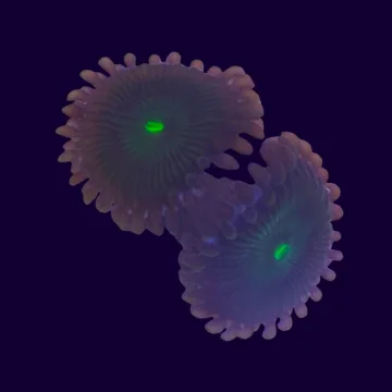 Green People Eaters Zoa