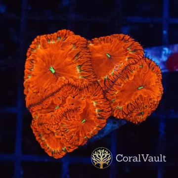 Lime Halo Blastomussa Colony