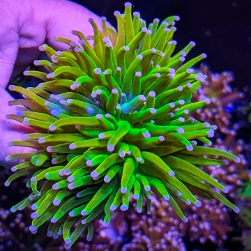 OG HOLY GRAIL TORCH CORAL 🪸 🔥